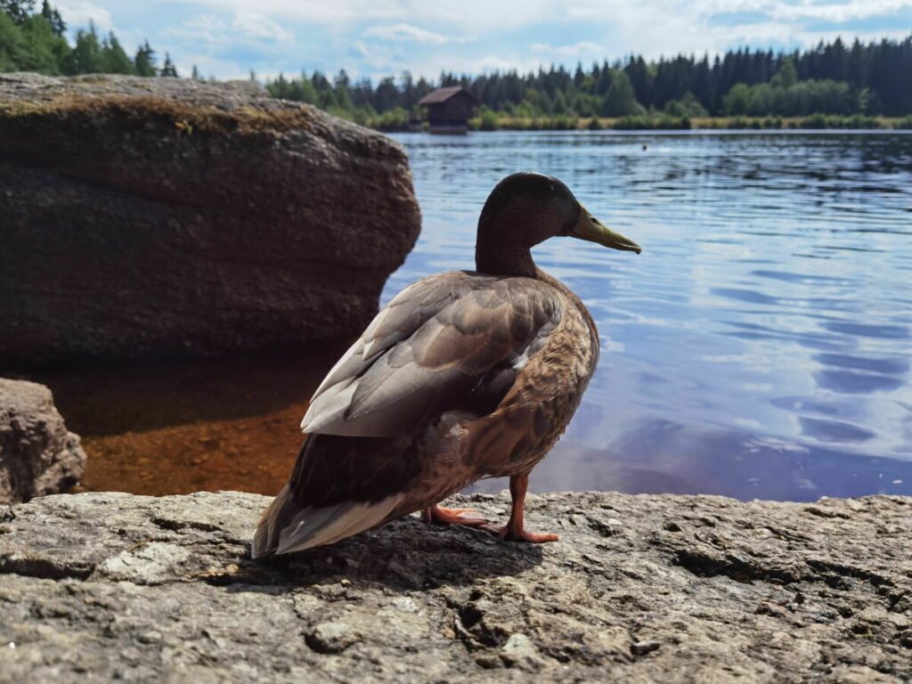 Fichtelsee wandern