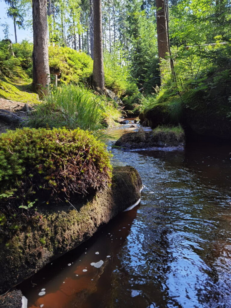 Toller Wanderweg unterhalb der Mainquelle, zwischen Talstation Ochsenkopf und Karches